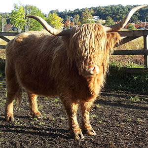 yak