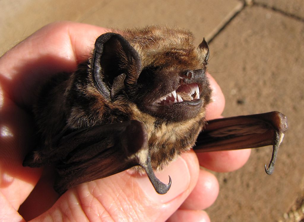 hoary bat