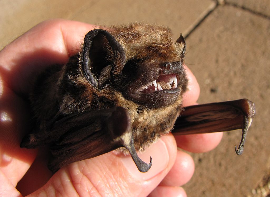 hoary bat