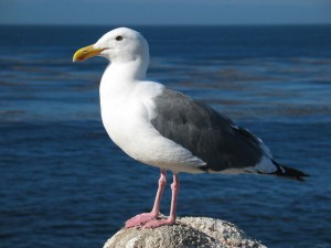 sea gull