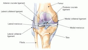 knee joing diagram