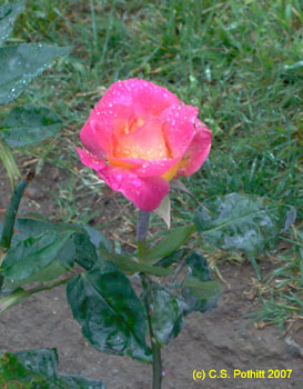 Pink Rose in the Rain