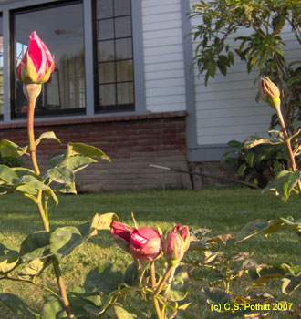 Rosebuds at Sunset