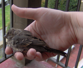 bird in the hand