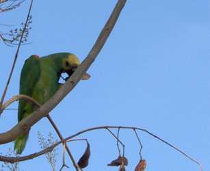 parrot