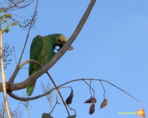 Wild Parrot in a Tree