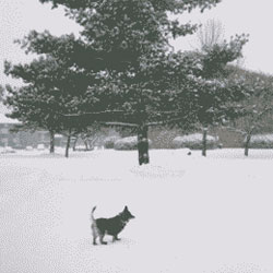 sprocket in the snow