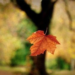 falling leaf