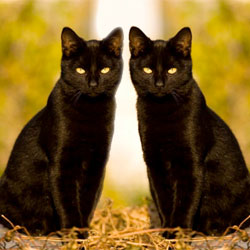 two black cats