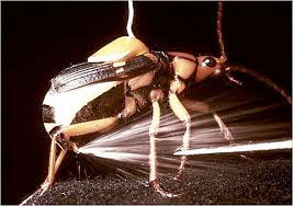 bombardier beetle