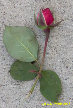 rose bud on pavement