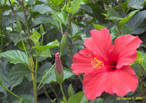 red hibiscus