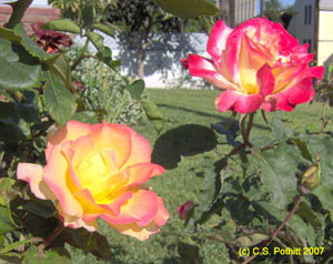 two roses