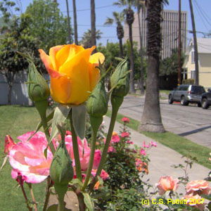 yellow and pink roses