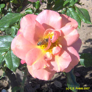 bee on a rose