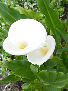 two lillies