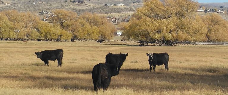 cows in Heber Valley, Utah