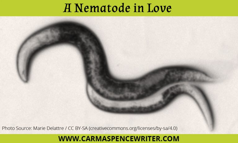 A Nematode in Love